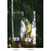 Регулятор росту рослин Грейнактив-С 50 мл